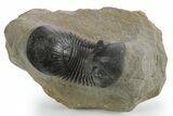 Large, Paralejurus Trilobite Fossil - Atchana, Morocco #347283-1